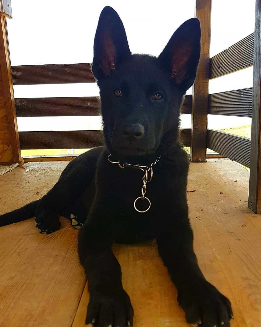 31219347_1832384587064245_2133303611608793088_o