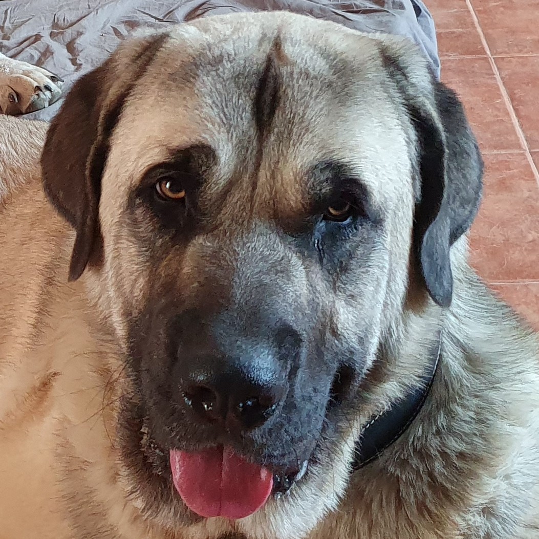 Rasselbande Asociación Hundepension & Tierschutzverein